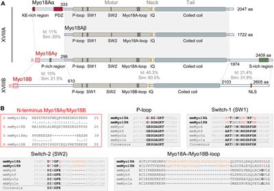 Are the class 18 myosins Myo18A and Myo18B specialist sarcomeric proteins?